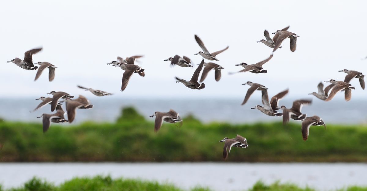 Pink-eared Ducks take to the air at the approach of a Swamp Harrier.