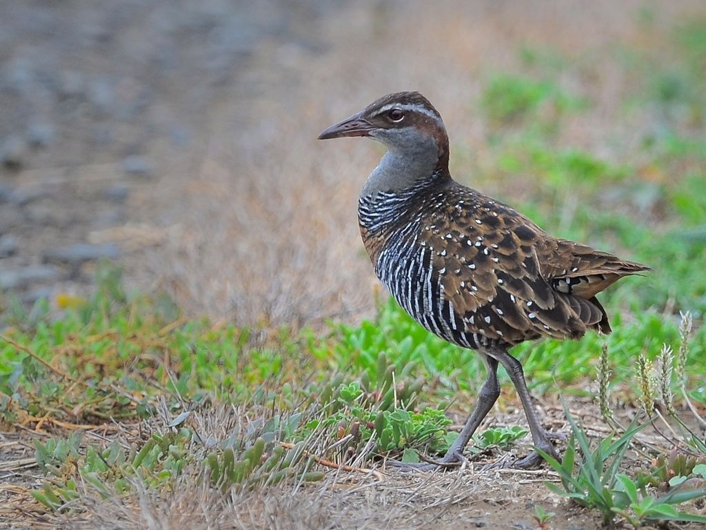 Mr An Onymous often says its worthwhile just being out there, and if you get a decent bird shot  that's an added bonus. This is the bonus for us for the day.