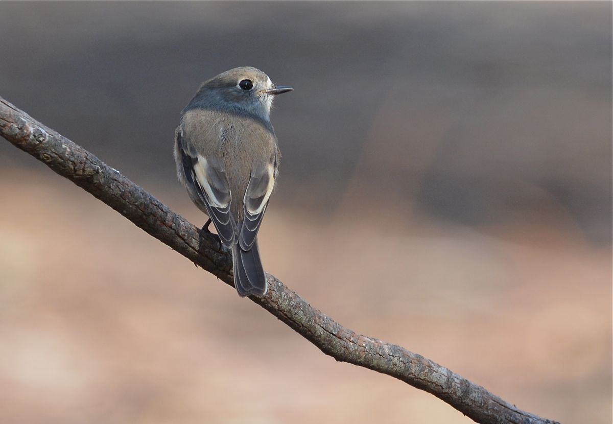 Will.am.mena in the sunshine