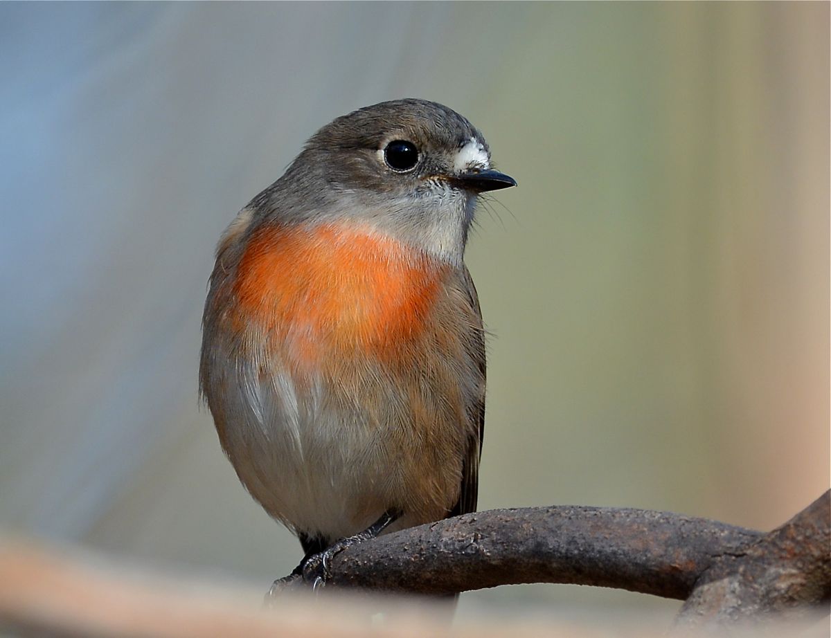 Will.am.mena watching the male birds flexing their muscle.