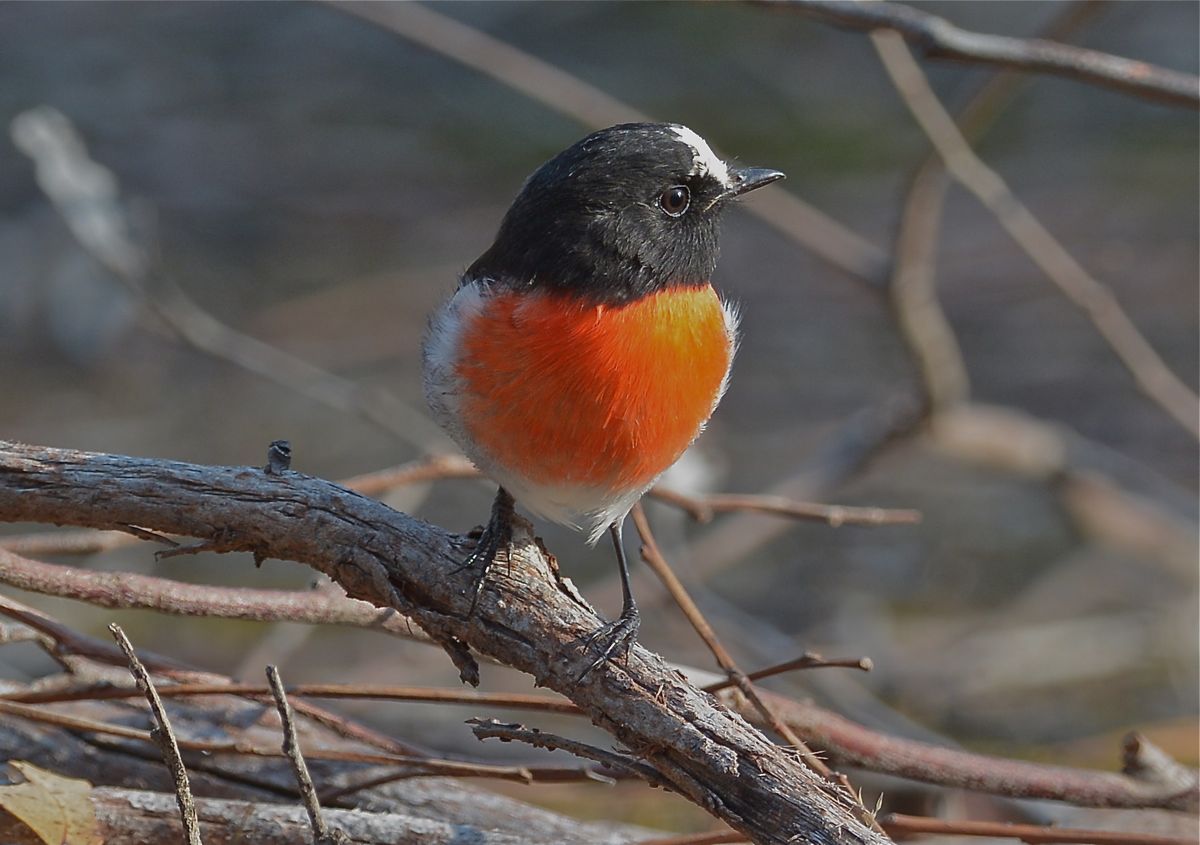 Will. I. AM.  He is winning in the branch dancing competiion