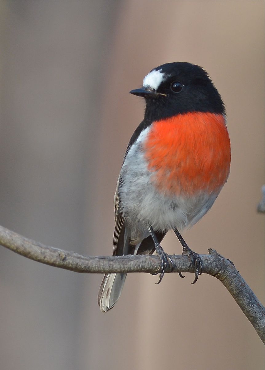 Just another day at the office for the big local hero