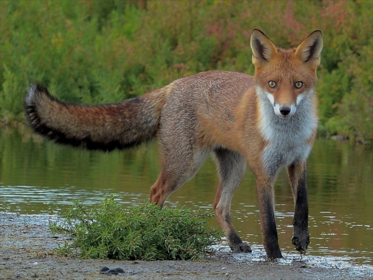 Fox: single inhabitant of the Backpaddock.  (Not this one its from Werribee, but you get the idea) Oh, along with some fox hunting gear and appropriate handlers.