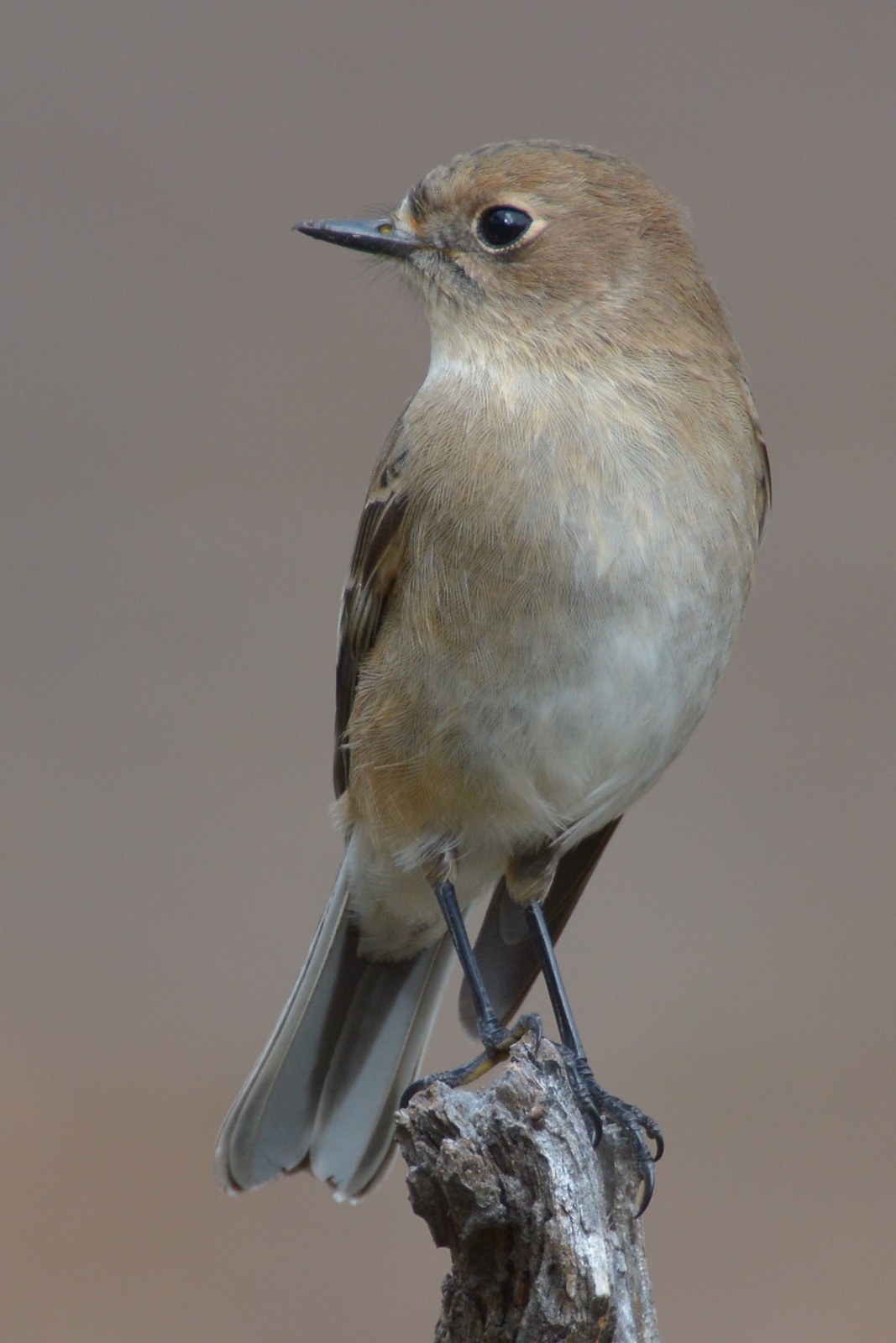 One early morning this lass invited us into the park.  She is one of only a few females we've located so far. 