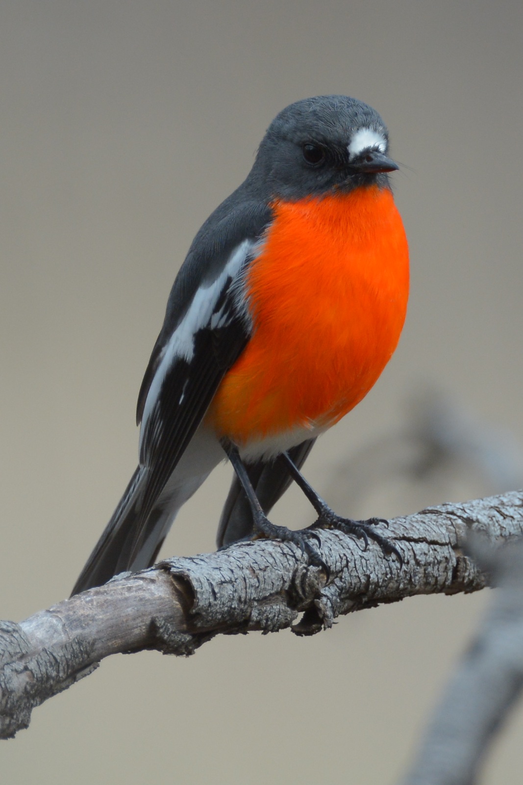 Another of the males that has turned up to brighten up the forest for winter