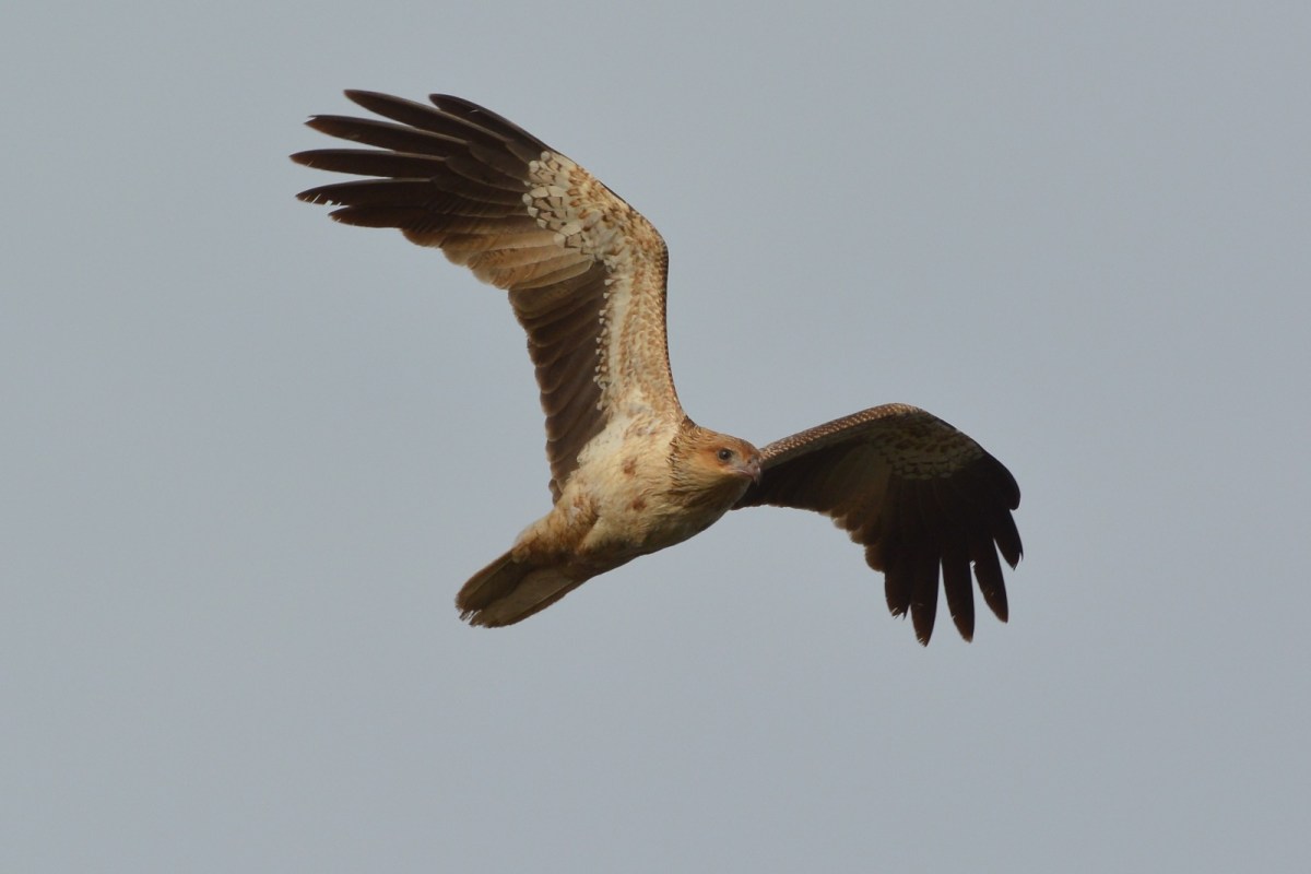 Whistling Kite enjoying the early morning air. The off shore wind gave them a chance to waft along the edges of the water with little effort