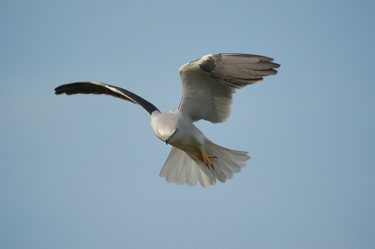 Black-shouldered Kite at work in the paddock. It was not having to work too hard as the wind was in its favour. Ours too as the light fell on to the bird. 
