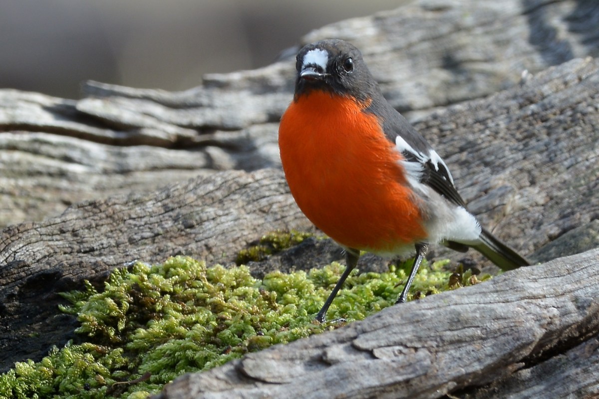 Flame Robin, male, at a pool of water.