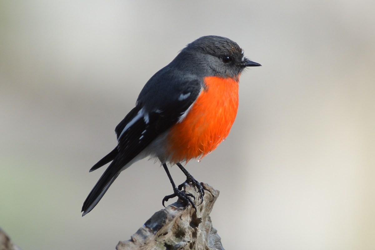 This male seem to be on his own. No females or juveniles and he's not hunting with other males.  He's just had a quick splash to dampen his feathers. 