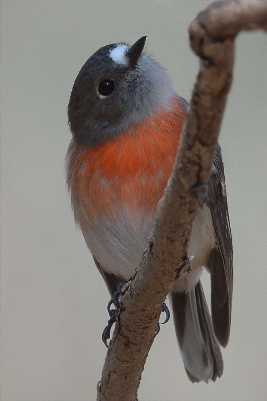 This gorgeous young lass is new in the park and is well inside the Backpaddock fence. Her male has her full attention.