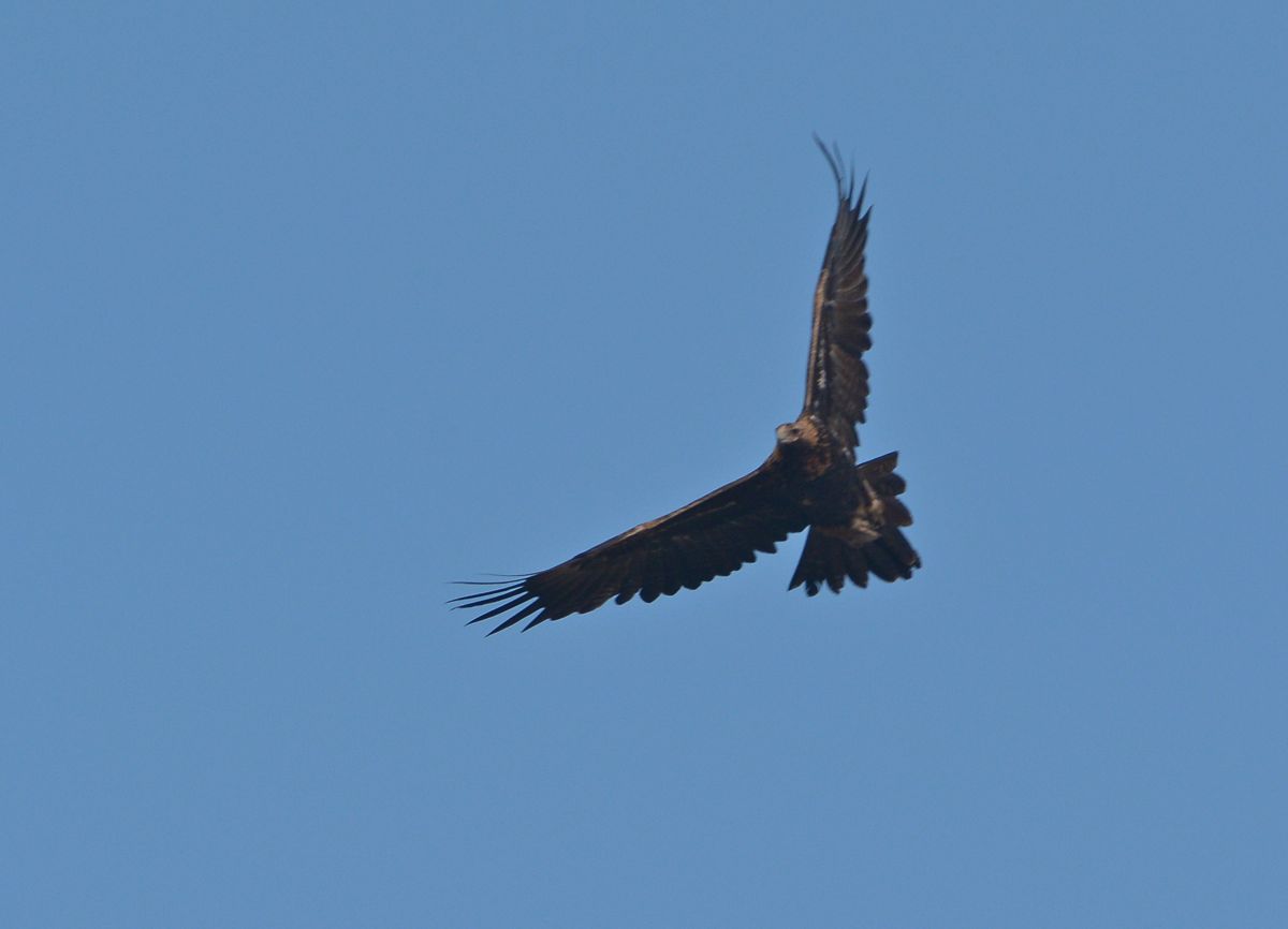 Wedge-tailed Eagle looking for updrafts to gain some height 