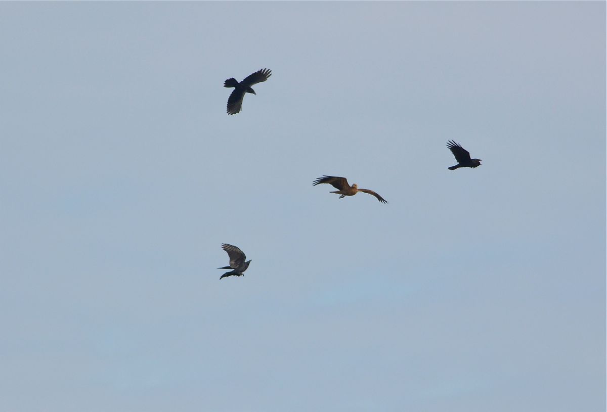 Outnumbered, this Whistling Kite found it hard to gain space to escape