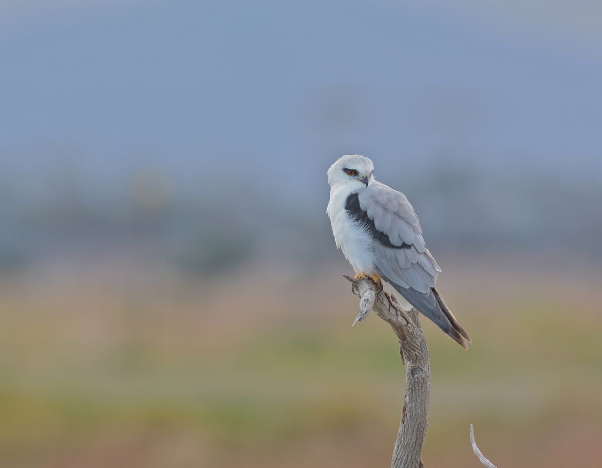Black-shouldered Kite in the misty rain, You Yangs background