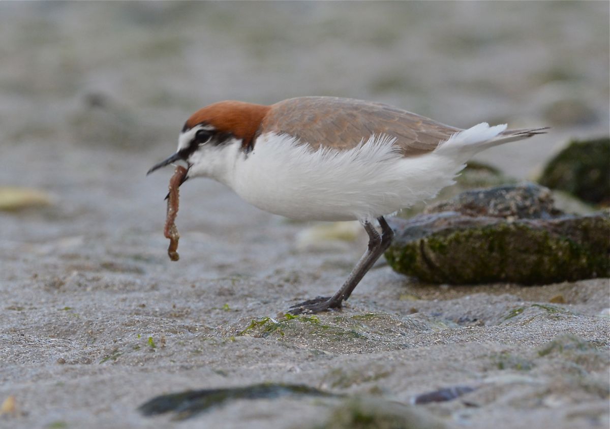 Red-capped Plover and worm 