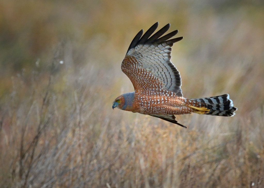 Spotted Harrier, doing what they do best. Low languid flight. 