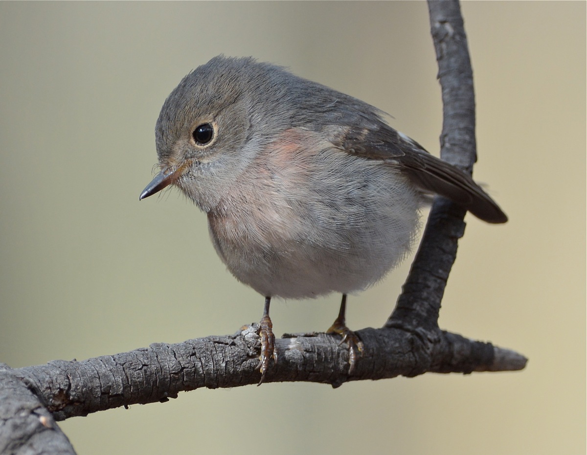 Just a little sunlight to add a highlight to her feathers 