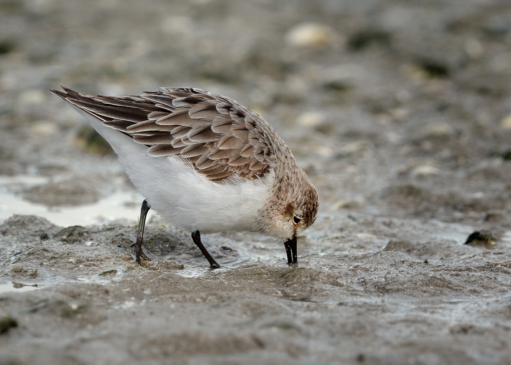 Red=necked Stint, who didn't brave the journey to Siberia.