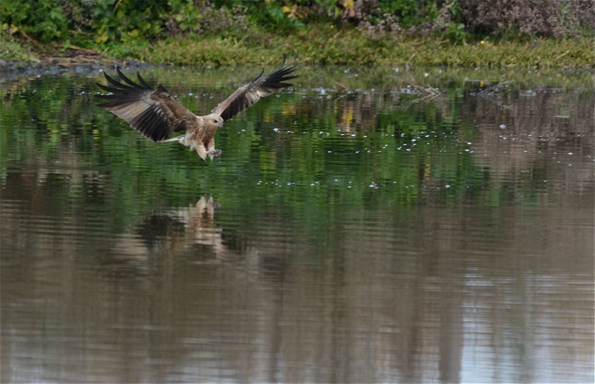Whistling Kite 'fishing'.