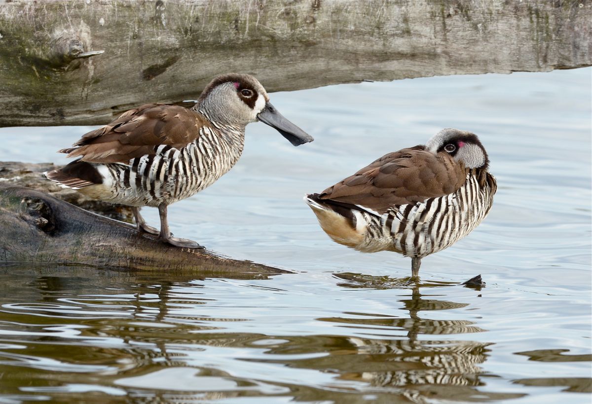 Pink-eared Ducks at rest 