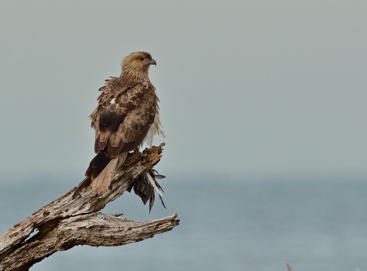 Whistling Kite enjoying the fruits of its labours 
