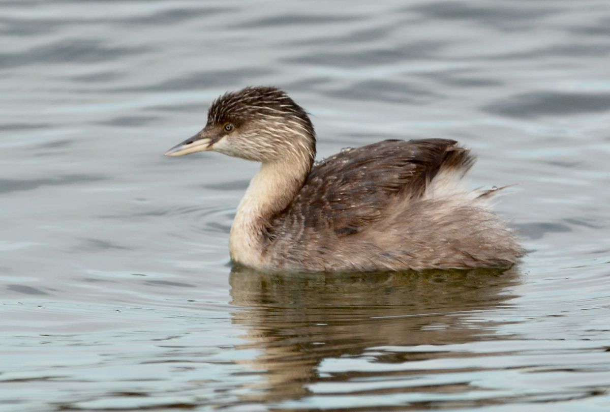 Hoary-headed Grebe in a misty pond.