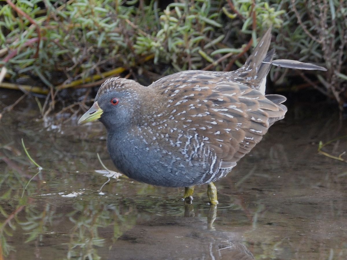 Spotted Crake.