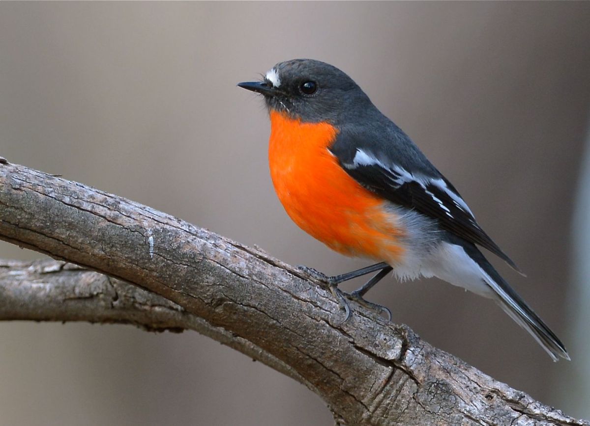 Brilliant male one of four that were working near the police paddocks. 