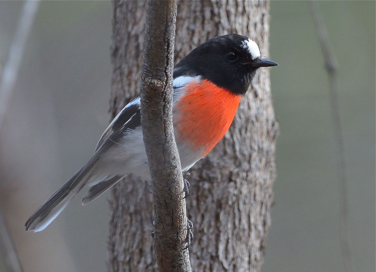 First of two Scarlet Robins. Its not Will.I.Am, as the red apron is different.