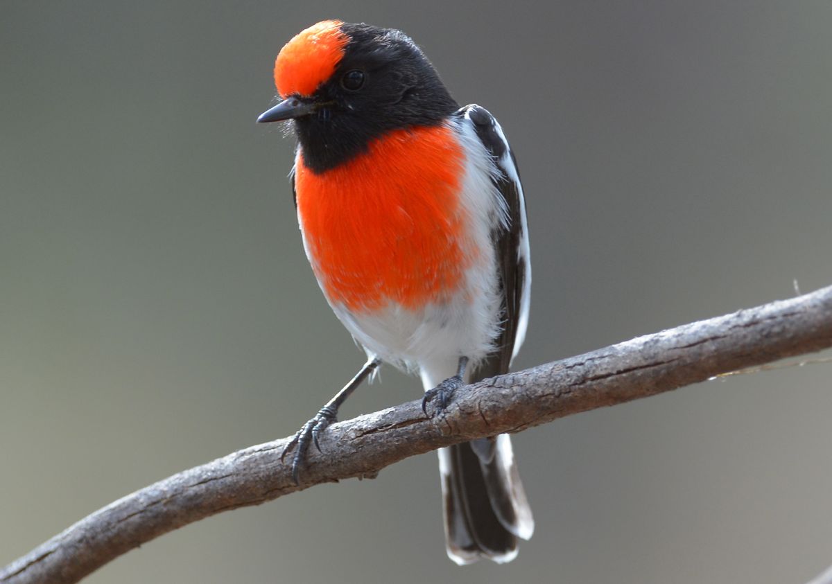 This lovely guy might well be the missing Lockey, the little white moustache is a giveaway. 