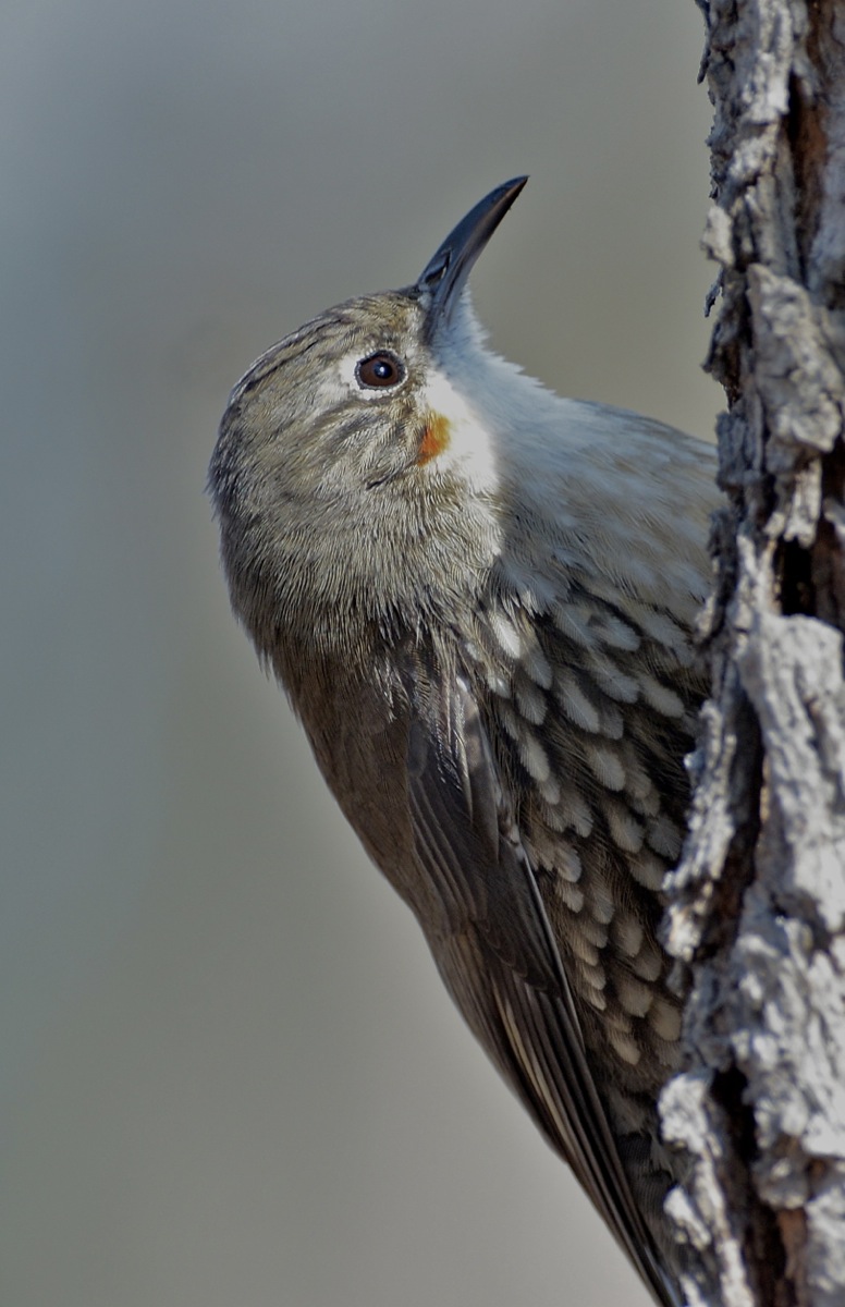 They seek her here, they seek her there, that elusive White-throated Treecreeper is everywhere, Well in this shot, just near the map shelter.