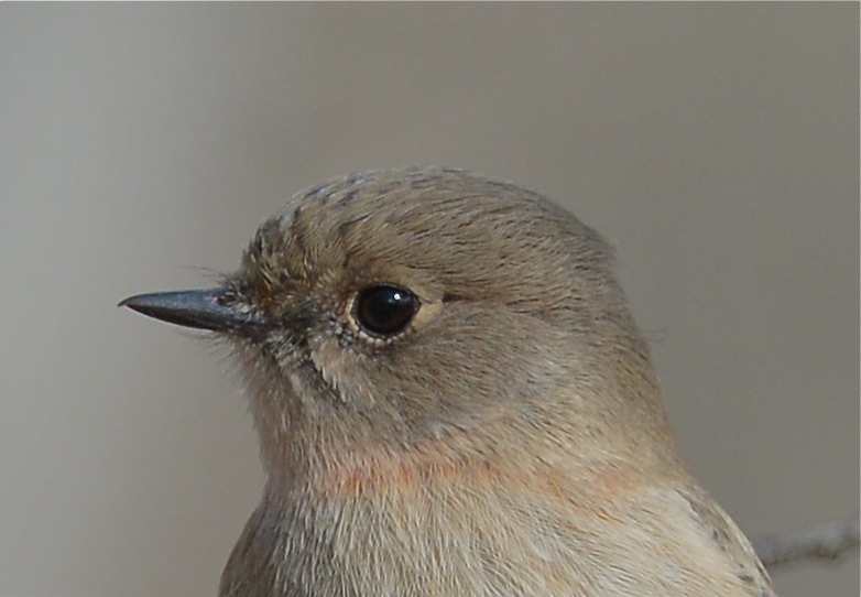 A juvenile Flame Robin, portrait. The interesting wash of colour is beginning under around its neck