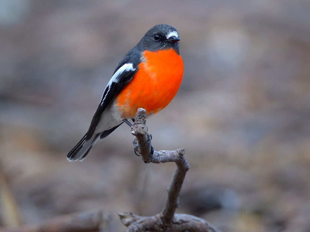 Rather interesting bird with a distinctive yellow slash on his chest. 