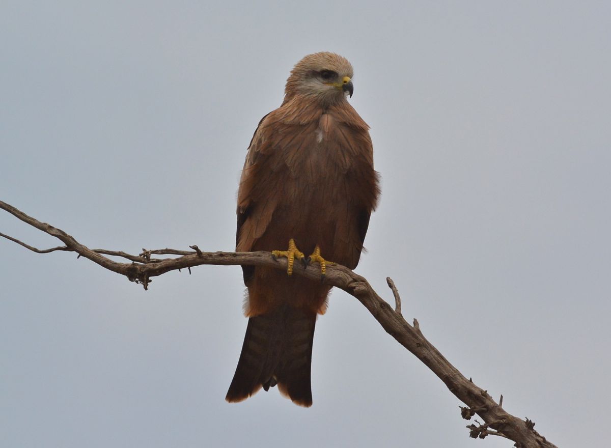 Black Kite in the dark of early morning. 
