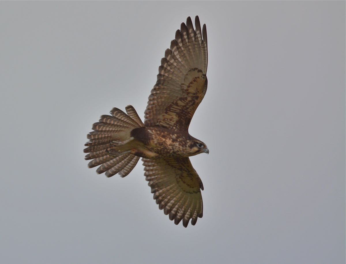 Brown Falcon in a tight turn on a strong wind