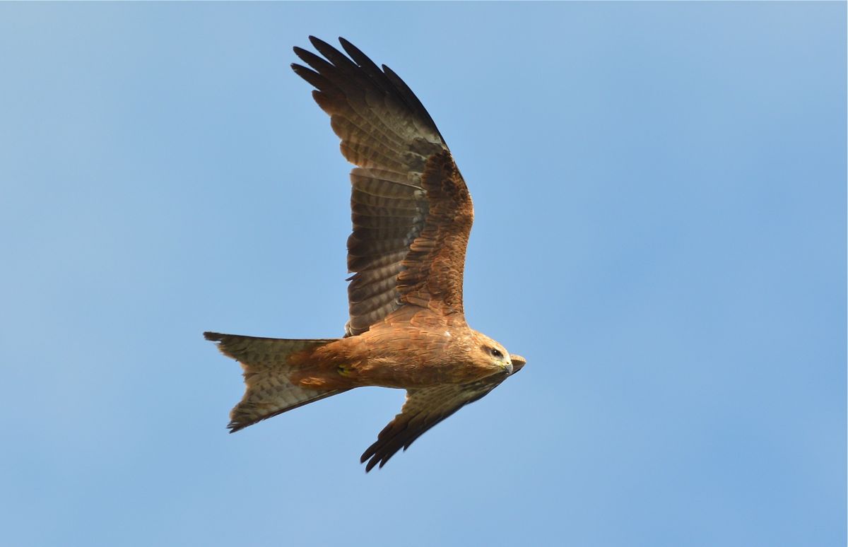 Black Kite #36