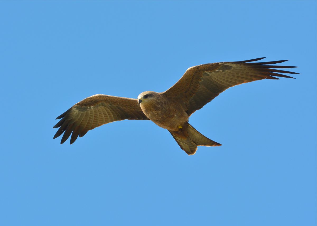 Black Kite #55