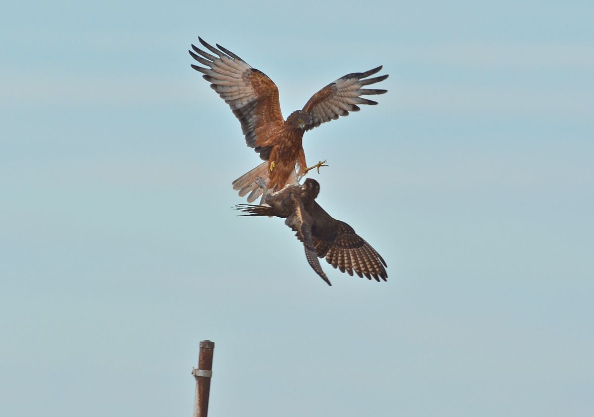 Immediately after the strike. I didn't get the attack shot, but saw it through the viewfinder on the camera as the mirror was down!