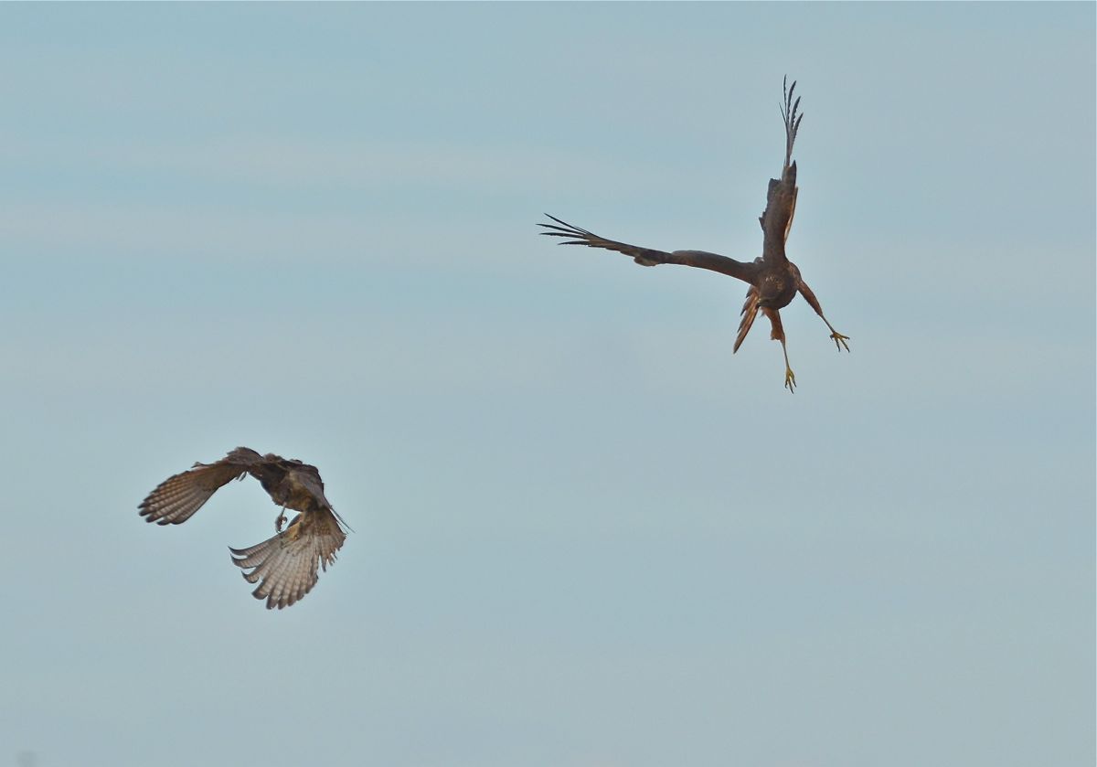Falcon has regained a breathing space as the speed has taken the Harrier out too far. 