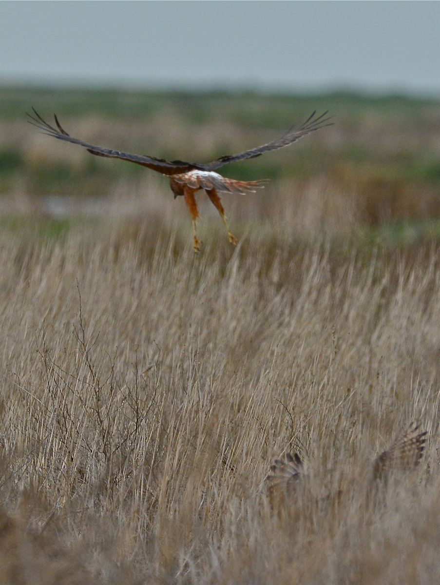 Made it. Too low now for the Harrier to reach it in the grass, but I thought for a few moments, it might follow into the grass.  