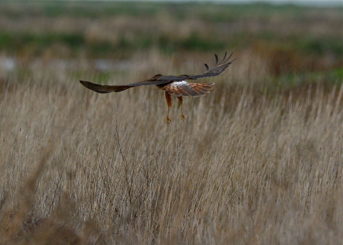 Hovering over the area, it quartered the grass for a couple of minutes 