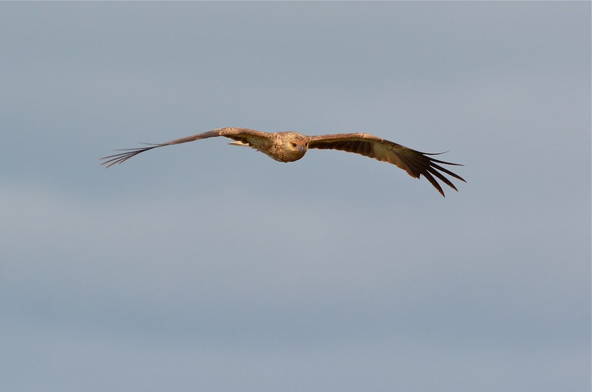 Taking in the sunshine. Whistling Kite