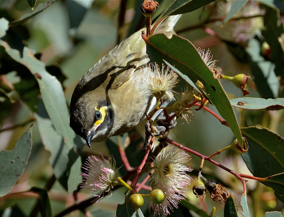 Yellow-faced Honeyeater hard at work on the blossoms 