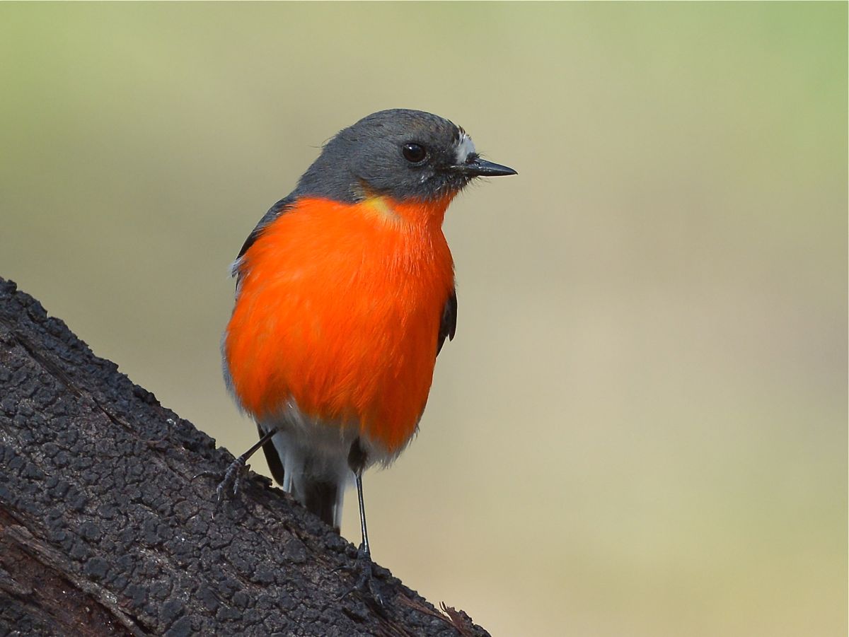 Interesting Flame Robin male, who seemed to be independent of the small family group that was working in the area