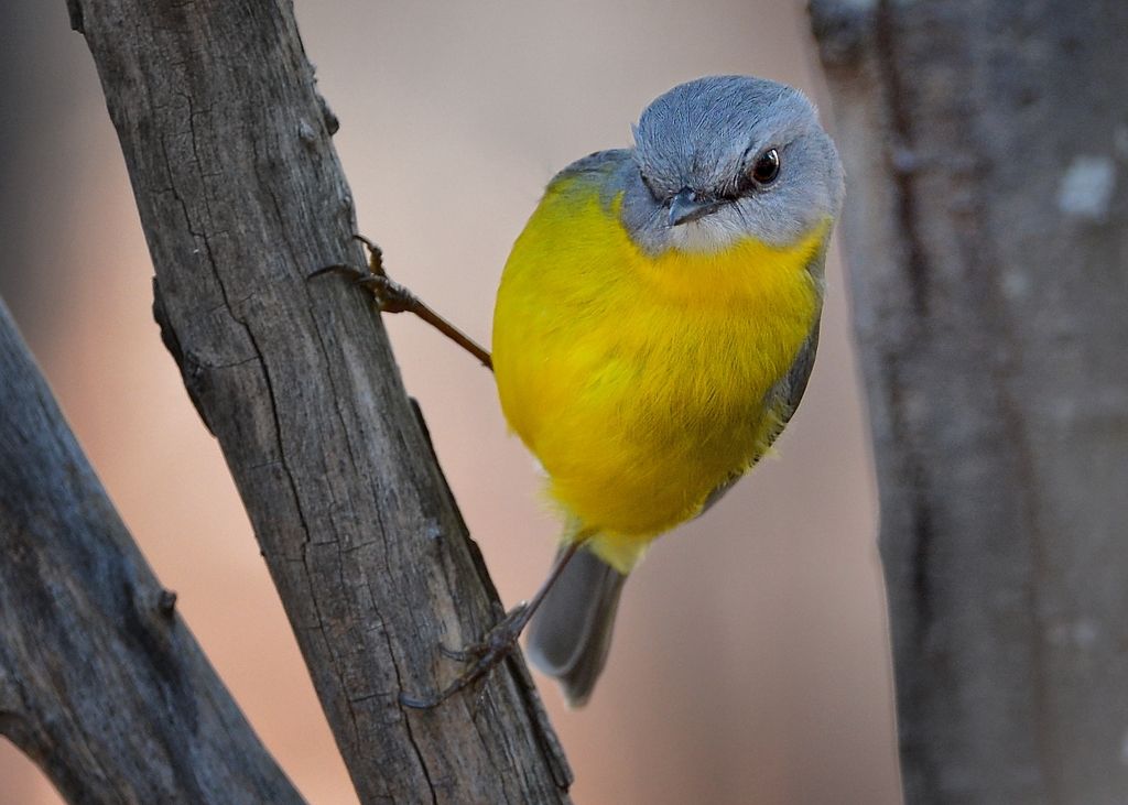 Eastern Yellow Robin, on a tree waving in the wind trying to keep its head and eyes on a target grub 
