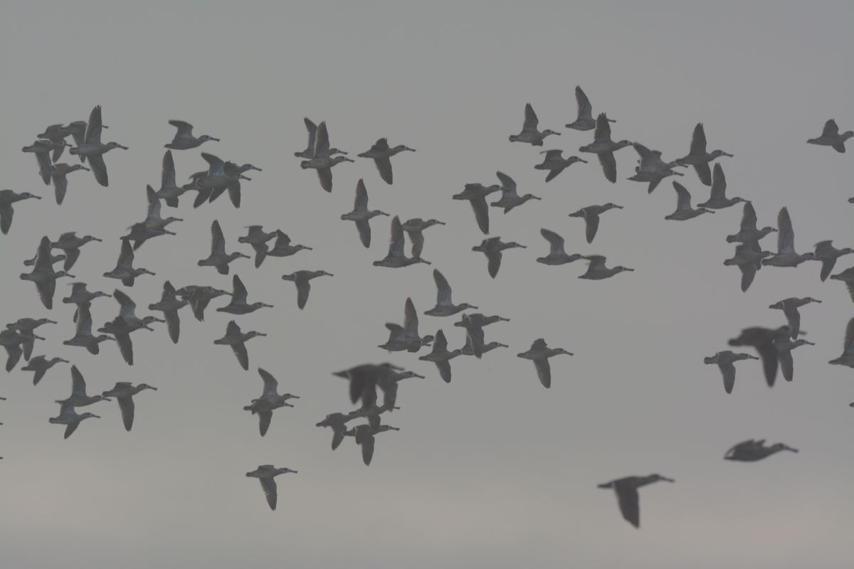 Pink-eared Ducks getting radar guidance to avoid Swamp Harrier.
