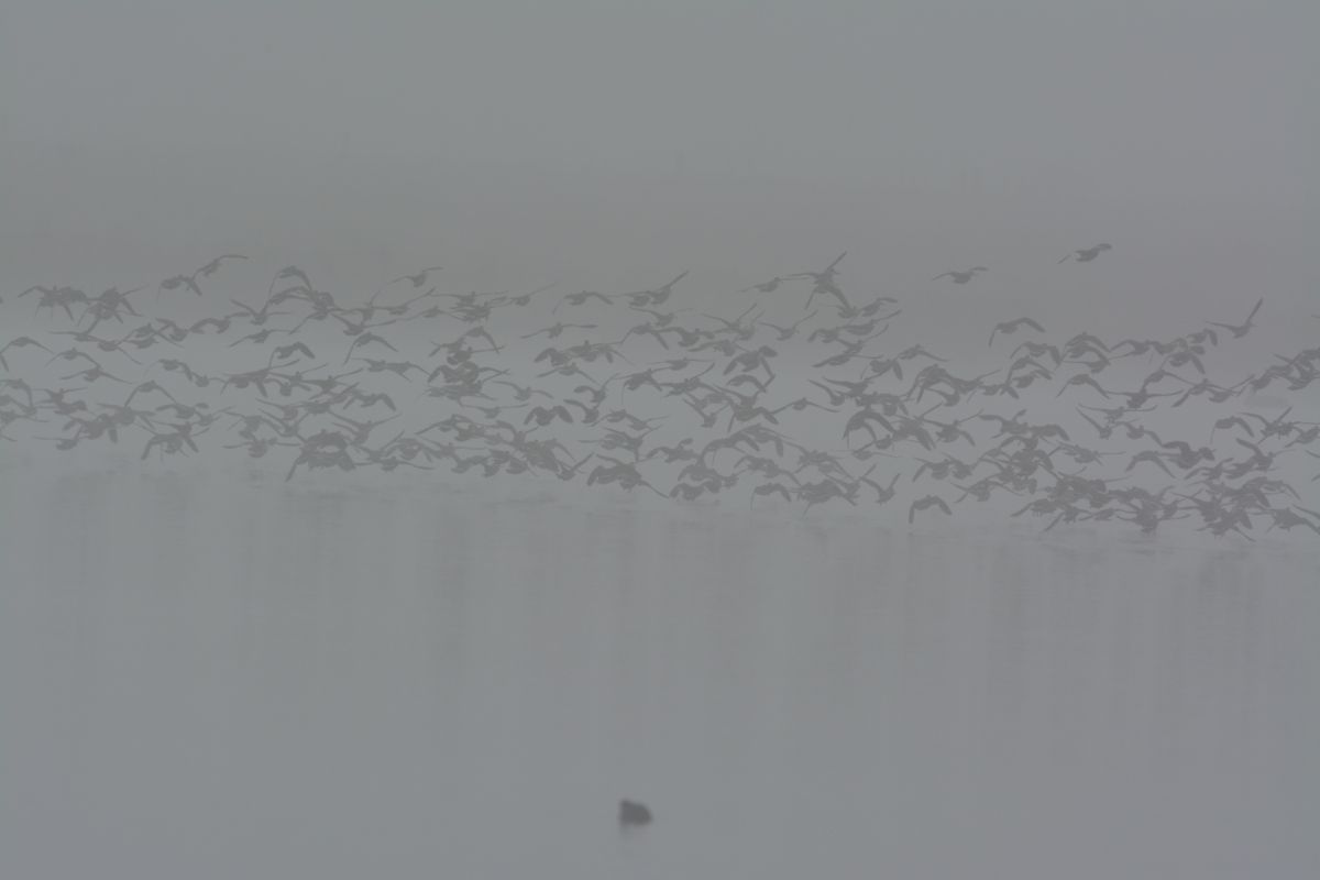 Pink-eared Ducks airborne in the fog.  Now they had seen a Swamp Harrier come over the water, and were gone.  Oh, that was what that dark shape was.