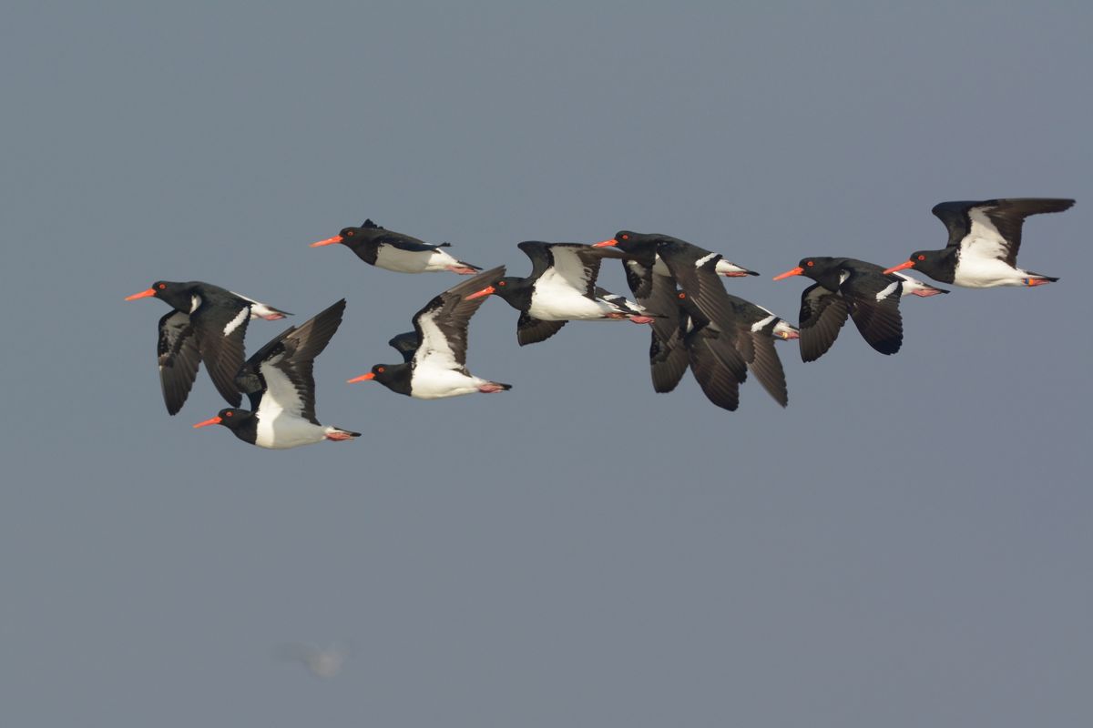 I've only ever seen the odd one or two Pied Oystercatchers. Nice surprise to see a veritable flock.