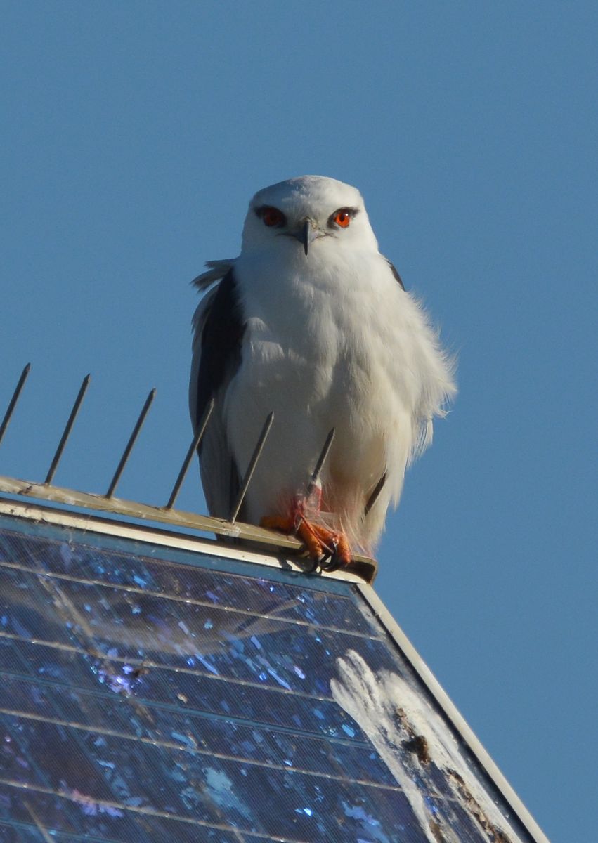 Black-shouldered Kite, sitting on a solar panel with the sharp metal spikes to keep birds from perching on there.  Yep, they work well don't they. Its showing a good deal of warpaint from its last meal. 