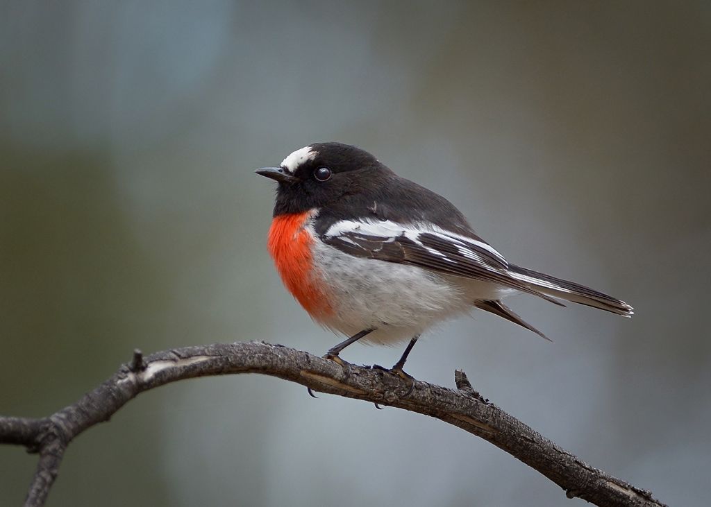 Will.I.AM O' Scarlet came by to see that we were not intruding on his territory.