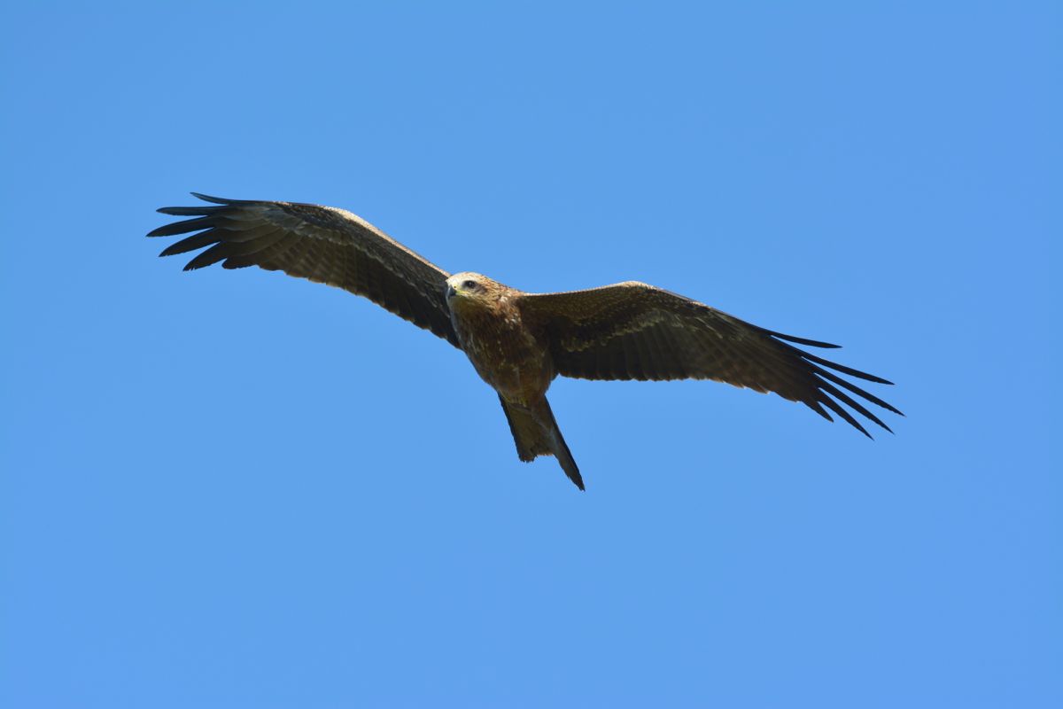 Black Kite, one of about 30 in a flock. 